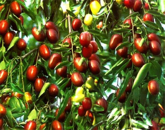 一段《數棗》繞口令,讓我重新認識了 華全發電機組!