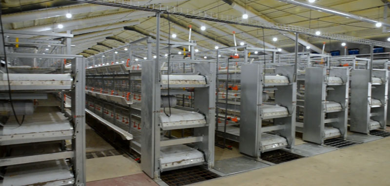 華全官網丨保供電，守安全！華全1000千瓦發電機組助力養殖企業高質量發展